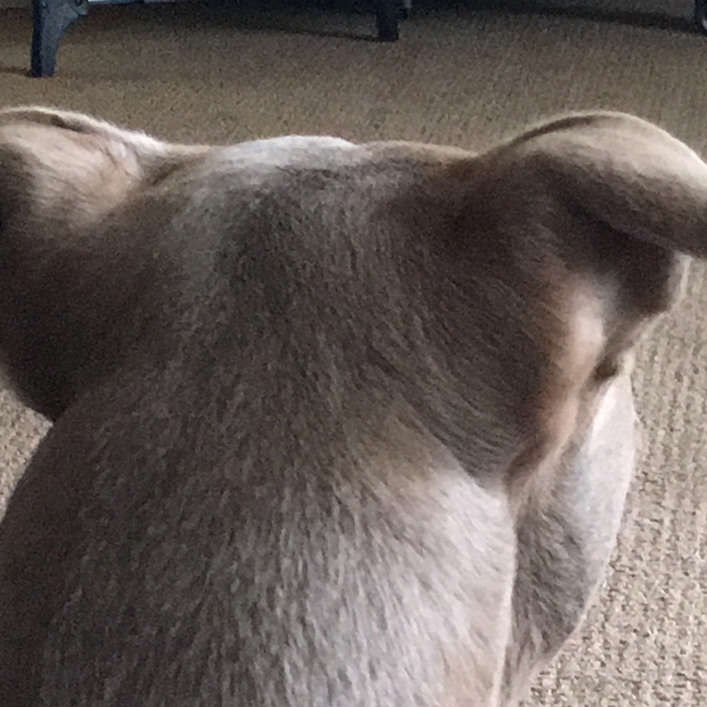 Meet your Posher, Lily